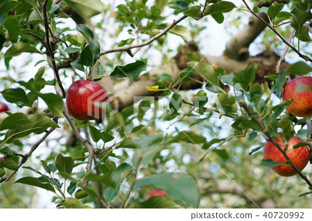 蘋果（津輕） 40720992
