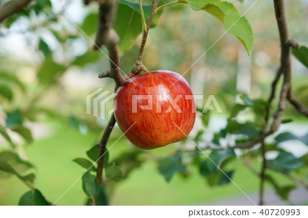蘋果(津輕) 蘋果(津輕) 40720993