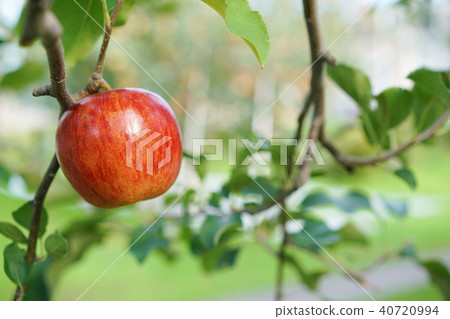 Apple (Tsugaru) 40720994