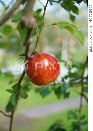 Apple (Tsugaru) 40720995