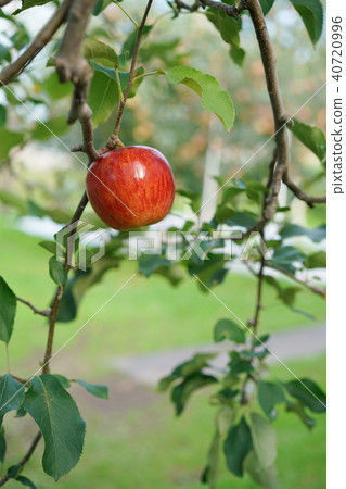 蘋果（津輕） 40720996