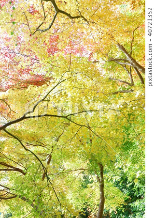 Maple autumnal leaves forest 40721352