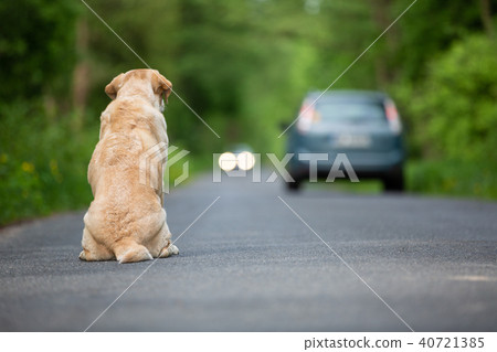 Abandoned dog on the road 40721385