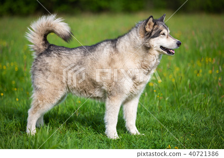 Silhouette dog breed Alaskan Malamute 40721386