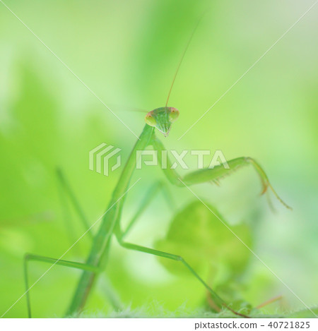 Mantis mixed with green 40721825