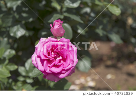 Arao City Ominous Citizen Flower Bed Rose Flower, 40721829