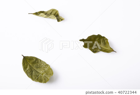 Dry green leaves simply placed on a white background,Flat lay, t Dry green leaves simply placed on a white background,Flat lay, t 40722344