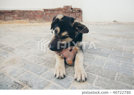 Puppy plays with a rabbit on the floor. Dog breed shepherd holds the teeth in a dirty pink stuffed 40722780