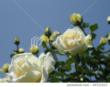 Rose garden · blue sky Rose garden · blue sky 40722813