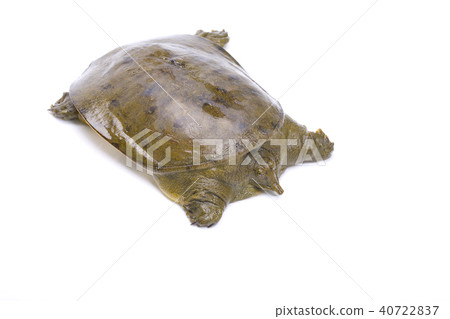 Suppo ingredients 40722837