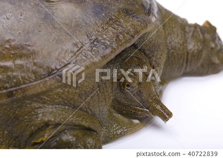 Suppo ingredients 40722839