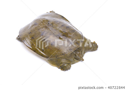 Suppo ingredients 40722844