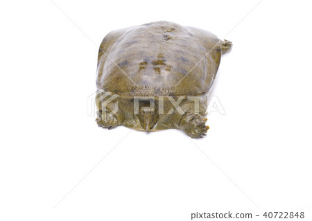 Suppo ingredients Suppo ingredients 40722848