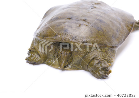 Suppo ingredients 40722852