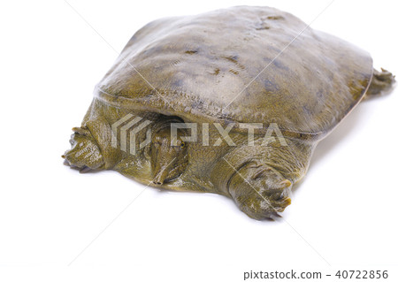 Suppo ingredients 40722856