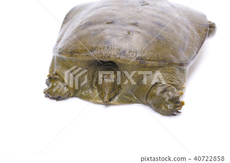 Suppo ingredients 40722858