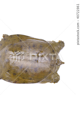 Suppo ingredients 40722861