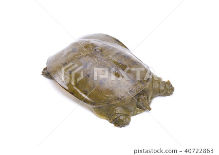 Suppo ingredients 40722863