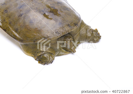 Suppo ingredients Suppo ingredients 40722867