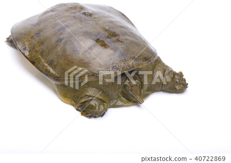 Suppo ingredients 40722869