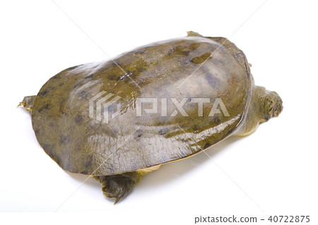 Suppo ingredients 40722875