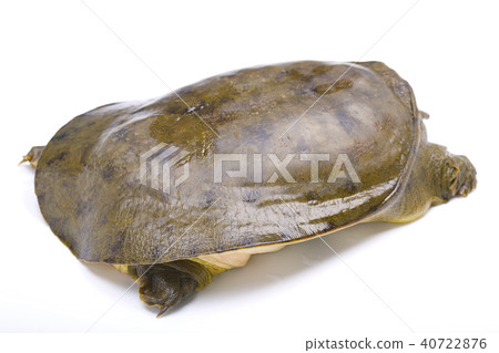 Suppo ingredients 40722876