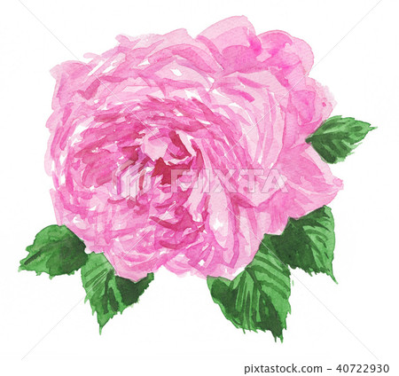 花朵花花卉 插圖素材 圖庫