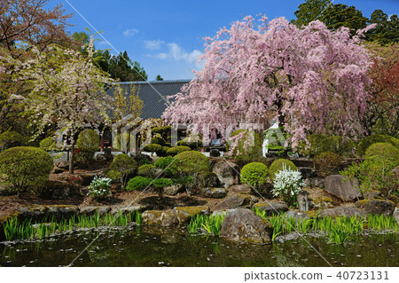 長野縣駒根市Hikari Majiri Sakura 40723131