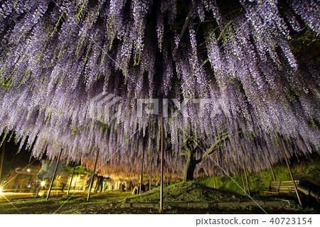 紫藤淋浴 紫藤淋浴 40723154