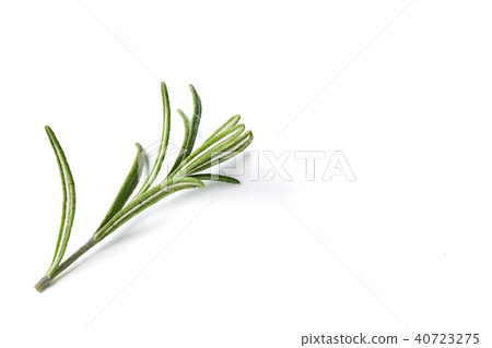 rosemary herb closeup on white background 40723275