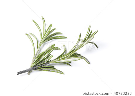 rosemary herb closeup on white background 40723283
