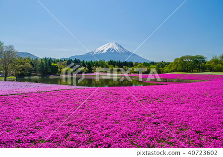 Fuji of Yamanashi Prefecture Fuji Shiba cherry-blossom Festival Fuji of Yamanashi Prefecture Fuji Shiba cherry-blossom Festival 40723602
