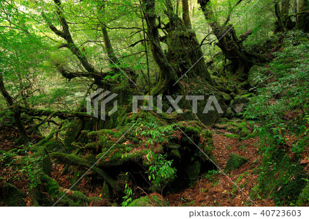 Spring Yakushima Shiratani Cloud Water Gorge Mossed mountain trail of Kusugawa sidewalk 40723603