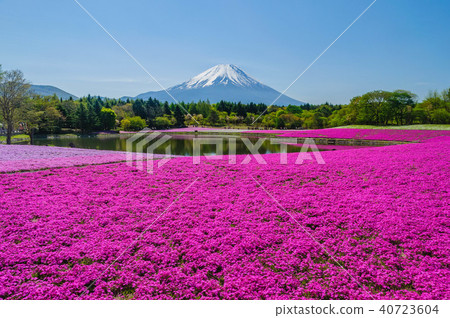 Fuji of Yamanashi Prefecture Fuji Shiba cherry-blossom Festival Fuji of Yamanashi Prefecture Fuji Shiba cherry-blossom Festival 40723604