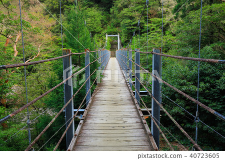 Spring Yakushima Satsuki Suspension Bridge Shiratani雲水峽谷Kusugawa人行道 Spring Yakushima Satsuki Suspension Bridge Shiratani雲水峽谷Kusugawa人行道 40723605