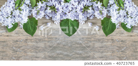 Blue lilac blossom with leaves Blue lilac blossom with leaves 40723765