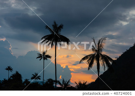 Valley Cocora Salento El Bosque de Las Palmas  Quindio Colombia 40724001