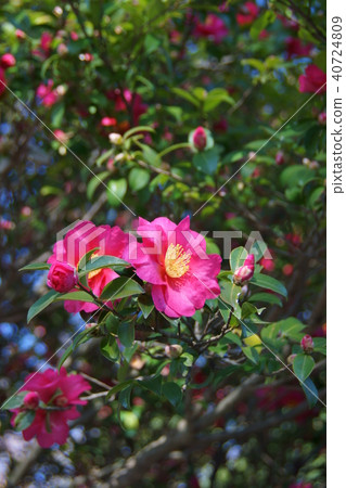 Yamachaka sasanka Flower language is "Himitakusa" 40724809