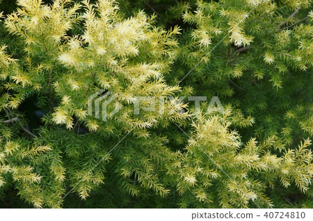 Tea Tree Revolution Gold Flower language "powerful ally" 40724810