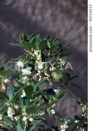 Holly holly flower language is "Foresight" 40724815