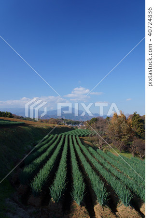 Oyama than Ohata Oyama than Ohata 40724836