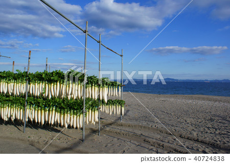 Miura Coast Winter Festival Miura Coast Winter Festival 40724838