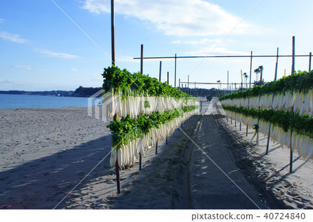 Miura Coast Winter Festival Miura Coast Winter Festival 40724840