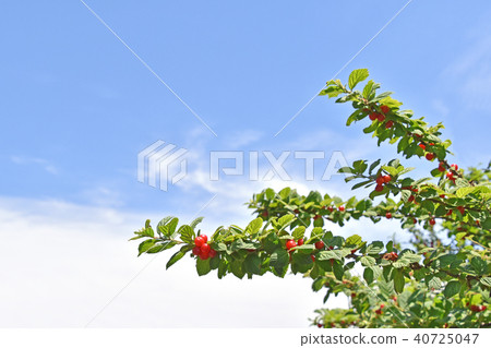 Usuraume（梅花桃） 40725047