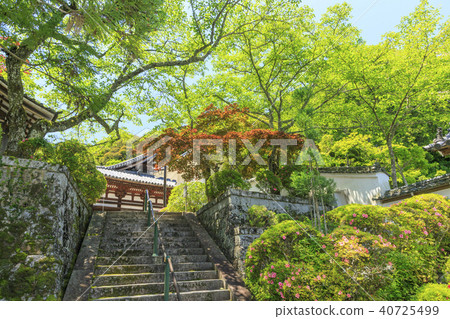 Reizan-ji Temple Shinnoku Satsuki Barafesta Reizan-ji Temple Shinnoku Satsuki Barafesta 40725499