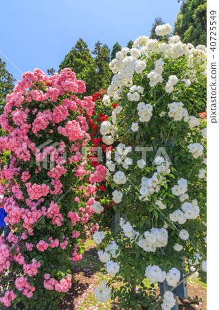 Reizan-ji Temple Shinnoku Satsuki Barafesta Reizan-ji Temple Shinnoku Satsuki Barafesta 40725549