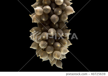 Eggs of cuttle fish in salt water 40725639