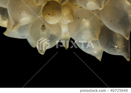 Eggs of cuttle fish in salt water Eggs of cuttle fish in salt water 40725640