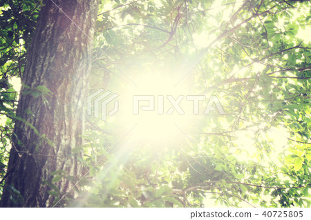 Sunbeams Sunbeams 40725805