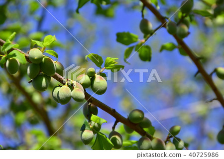 Plum fruit 40725986